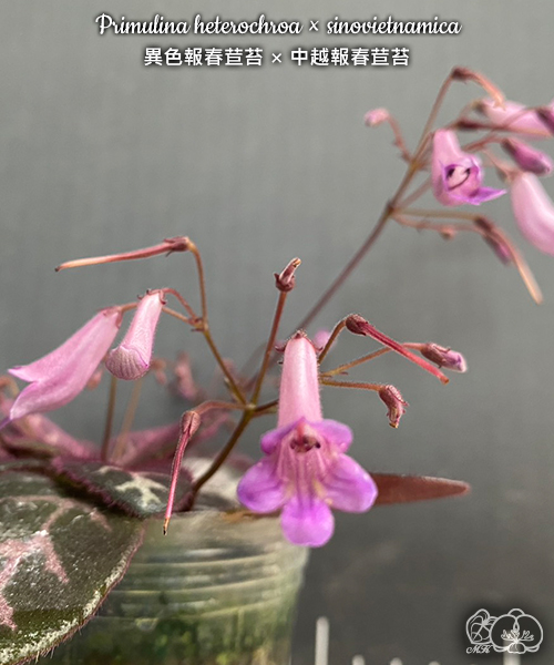 美琪園藝Miki Orchid - 批發專區